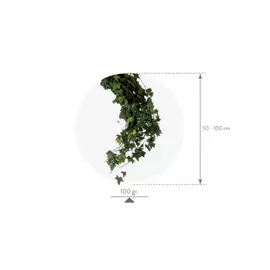 Стабилизированные ветви древесного плюща "Ivy - Hedera Helix" ( Mini )