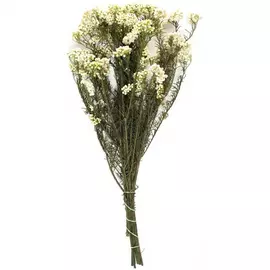 Стабилизированные ветви "Helychrisium Diosmifolium Natural" ( White)