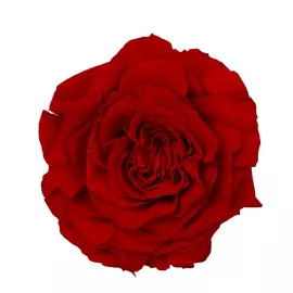 Бутон розы садовой "Red"