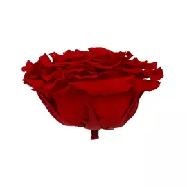 Бутон розы садовой "Red"