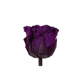 Бутоны розы садовой "Purple"