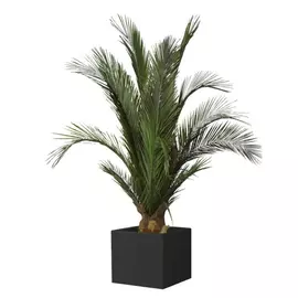Финиковая пальма кустовая 230 см