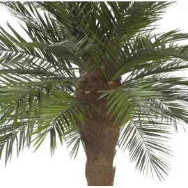 Финиковая пальма дерево 300 см
