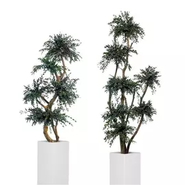 Топиарий Парвафолия "Parvifolia 5 spheres tree" 150 см