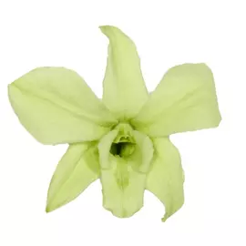 Бутоны орхидеи "Mint Green" Dendrobium