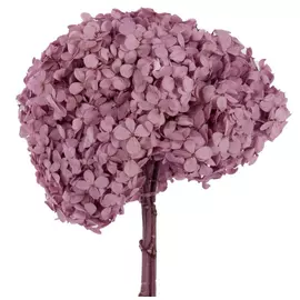 Гортензия стабилизированная "Lilac" (Premium)