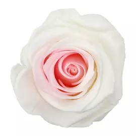 Роза стабилизированная "Bicolor" (Standard)