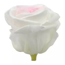 Роза на стебле "Bicolor" (Standard)