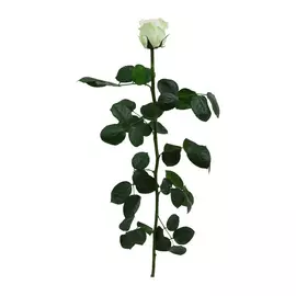 Роза на стебле "Tricolor" (Standard)
