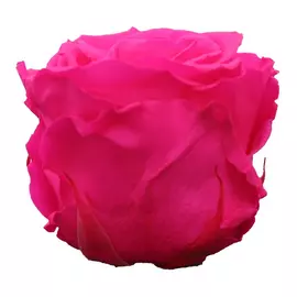 Бутоны розы "Bright Pink" (Standard)