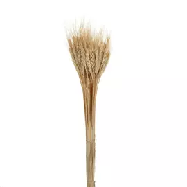Сухоцвет колосья пшеницы