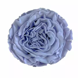 Бутоны садовой розы "Lilac"