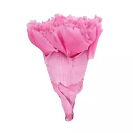 Бутоны гвоздики "Madeleine Pink" (Carnation x6)