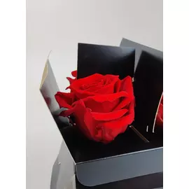 Бутоны розы "Dark Red" (Standard)