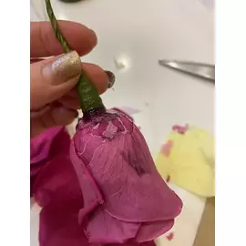 Бутоны розы "Pink Framboise" (Monalisa)