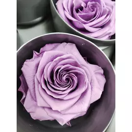 Бутоны розы "Bright Lilac" (Premium)