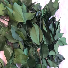 Стабилизированные ветви древесного плюща "Ivy - Hedera Arborea"
