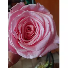 Бутоны розы "Bright Pink" (Queen)