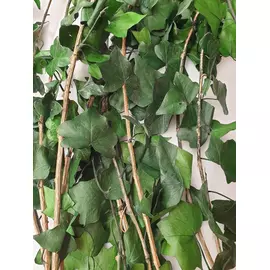 Стабилизированные ветви древесного плюща "Ivy - Hedera Helix" ( XL)