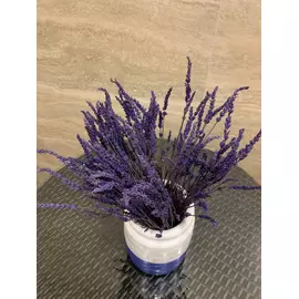 Лаванда "Lavender" (Soft Light)
