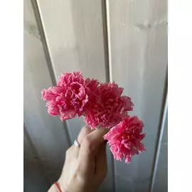 Бутоны гвоздики "Pink Nectar" (Mini)