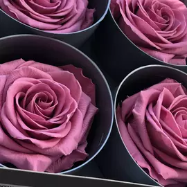 Бутоны розы "Pastel Pink" (Premium)