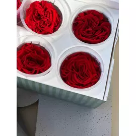 Бутоны розы садовой "Burgundy"