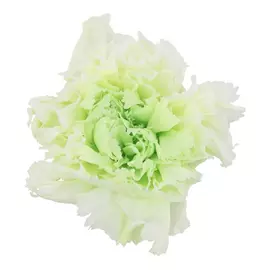 Бутоны гвоздики Bicolor "Light Green/White" (Carnation)