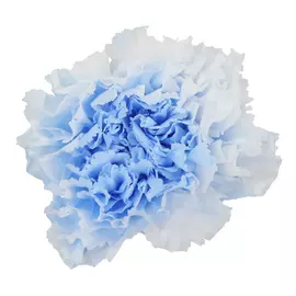 Бутоны гвоздики Bicolor "Light Blue/White" (Carnation)