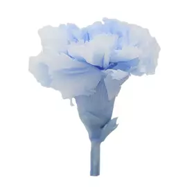 Бутоны гвоздики bicolor "Light Blue/White" (Carnation)