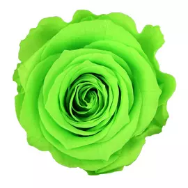 Бутоны розы "Lime Green" (Medium)