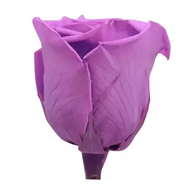 Бутоны розы "Bright Lilac" (Queen)