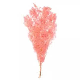 Аспарагус стабилизированный "Ming Fern" (Pink)