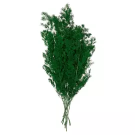 Аспарагус стабилизированный "Ming Fern" (Green)