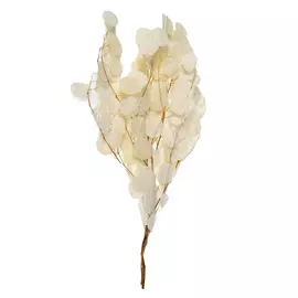 Стабилизированные ветви эвкалипта "Apple Tree Populus" (White)