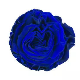 Бутоны розы садовой "Blue"