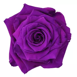 Бутоны розы "Purple" ( L+ )