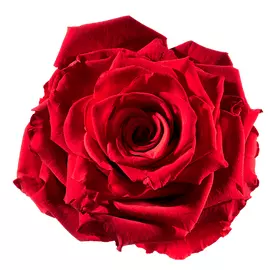 Бутоны розы "Light Red" (L+)