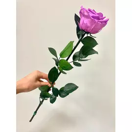 Роза стабилизированная "Сиреневая" ( Premium)