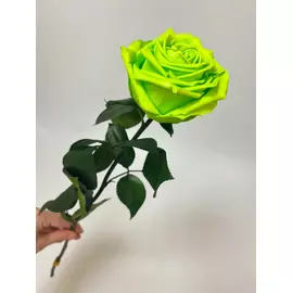 Роза стабилизированная "Лаймовая" (Premium)