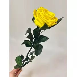 Роза стабилизированная "Жёлтая" (Premium)