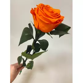 Роза стабилизированная "Оранжевая" (Premium)