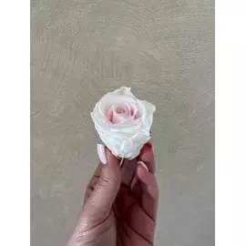 Бутоны розы "White" (Medium)
