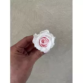 Бутоны розы "White" (Medium)