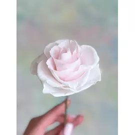 Бутоны розы "Pastel Pink" (Medium)