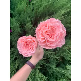Бутоны розы садовой "Light Pink "