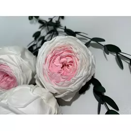 Бутоны розы садовой "White/Soft Pink" (Standard)