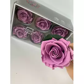 Бутоны розы "Purple" (Standard)