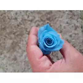 Бутоны розы "Light Blue" (Mini)