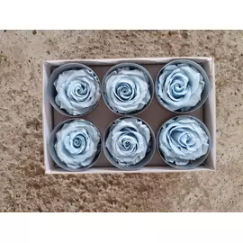 Бутоны розы "Bicolor" (Standard)